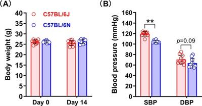 The C57BL/6N mouse substrain is a viable model of elastase-induced abdominal aortic aneurysm